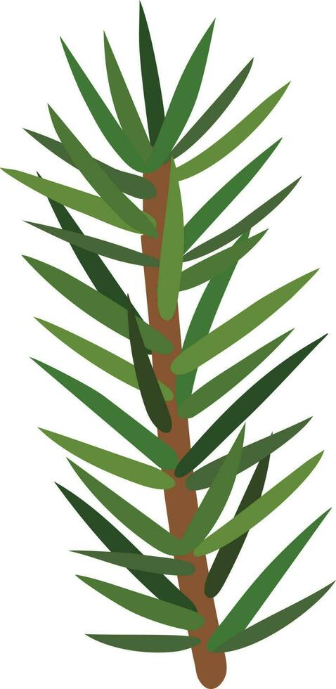 Branch of the Christmas tree vector
