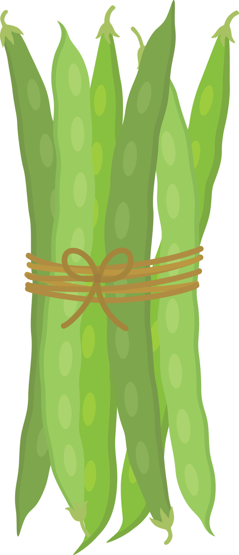 Green beans illustration 24148611 Vector Art at Vecteezy