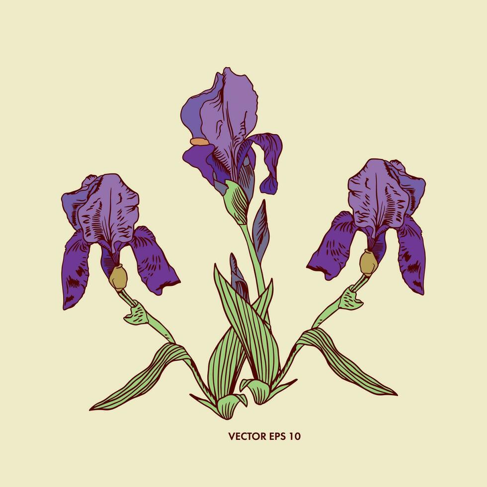 Vector purple irises with leaves. Graphic illustration as a design element for greeting cards, banners, flyers, wedding invitations.