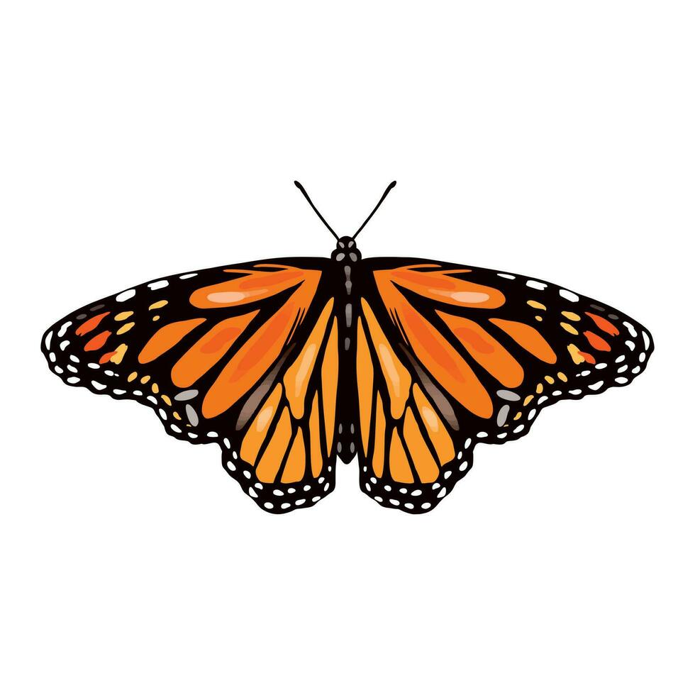 Monarch butterfly, front view. Vector illustration of insects, orange butterfly. Design element for greeting cards, wedding invitations, textiles, covers, wrapping paper.