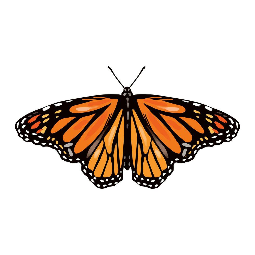 Monarch butterfly, front view. Vector illustration of insects, orange butterfly. Design element for greeting cards, wedding invitations, textiles, covers, wrapping paper.