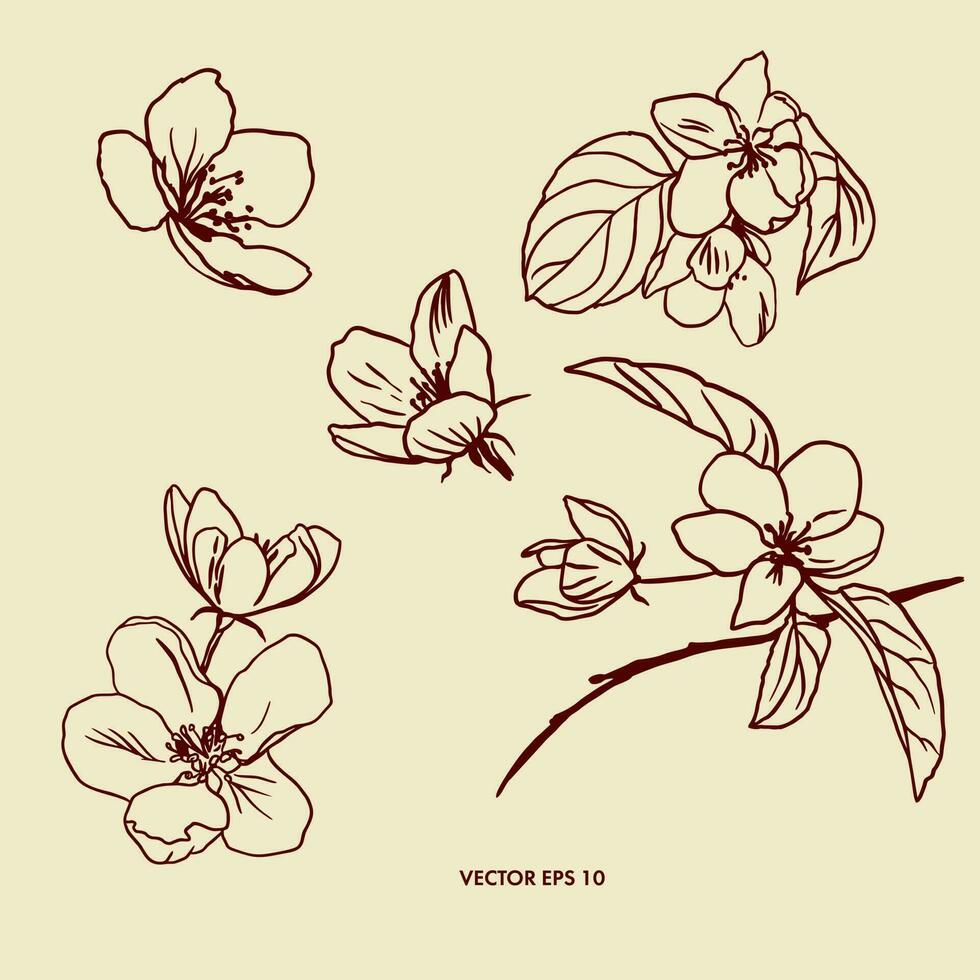 Vector illustration of apple tree flowers. Several objects for creating backgrounds, a design element for various packaging, postcards, covers.