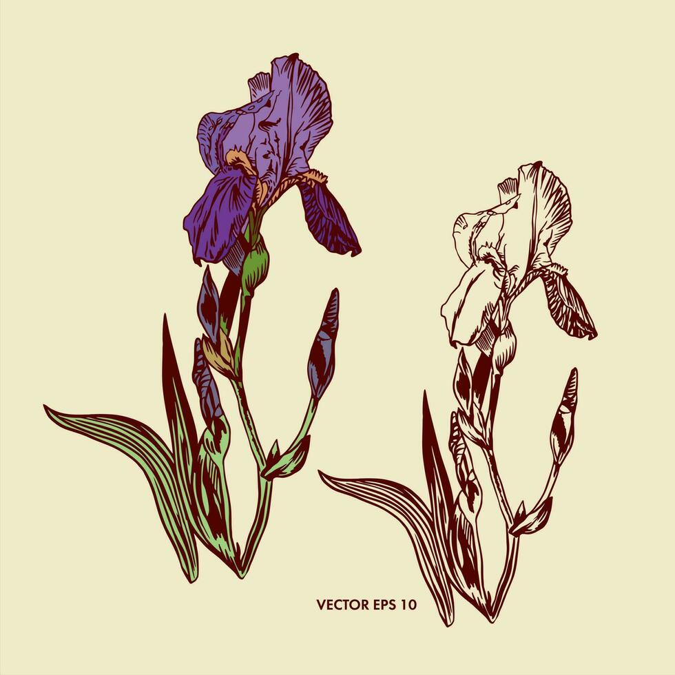Vector purple iris with leaves, iris silhouette. Graphic illustration as a design element for greeting cards, banners, flyers, wedding invitations, cosmetic labels.