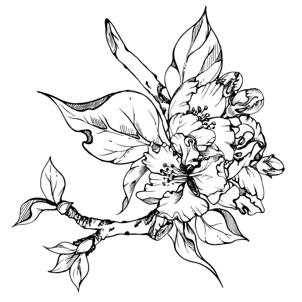 Hand drawn ink apple flowers on branch with leaves, monochrome vector, detailed outline. Square composition Isolated on white background. Design for wall art, wedding, print, fabric, card, invitation. vector