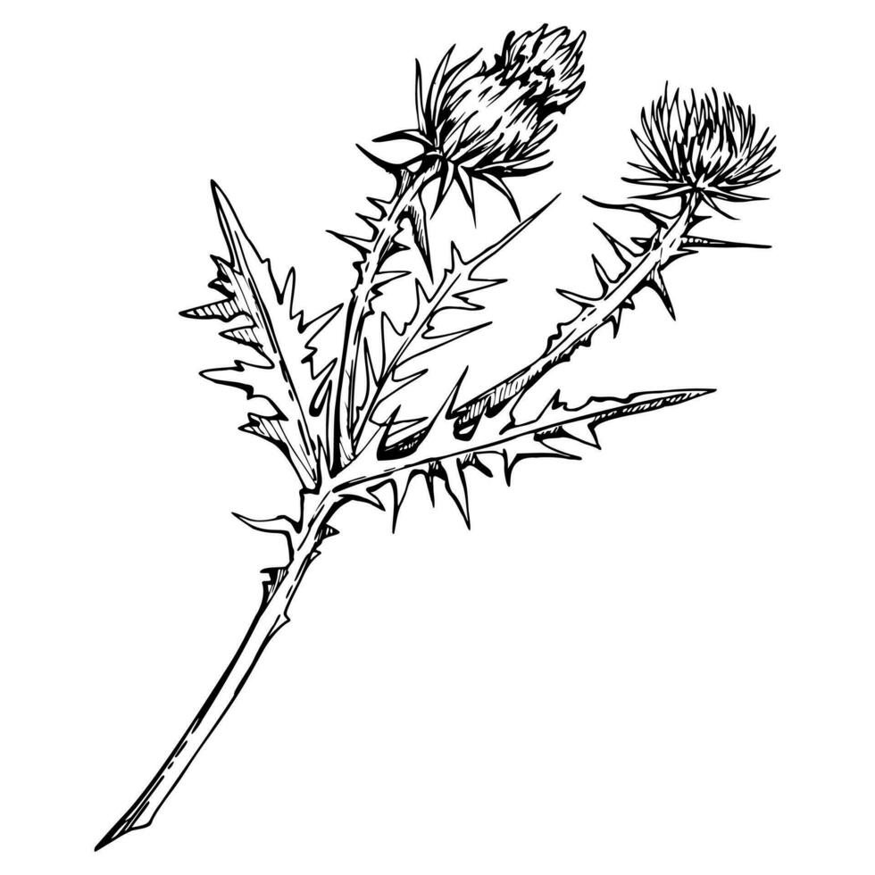 Ink hand drawn vector sketch of isolated object. Thistle flowerheads, plant branches with flowers, leaves and thorns, nature. Design for tourism, travel, brochure, wedding, guide, print, card, tattoo.