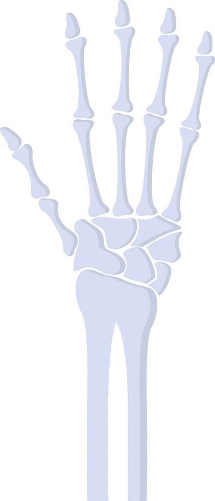 Isolated Human Hand Skeleton Flat Icon. vector