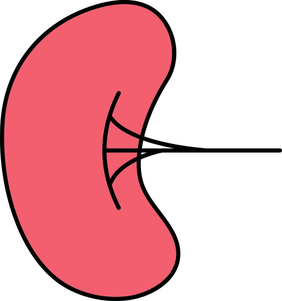 Flat Style Kidney Icon In Red Color. vector