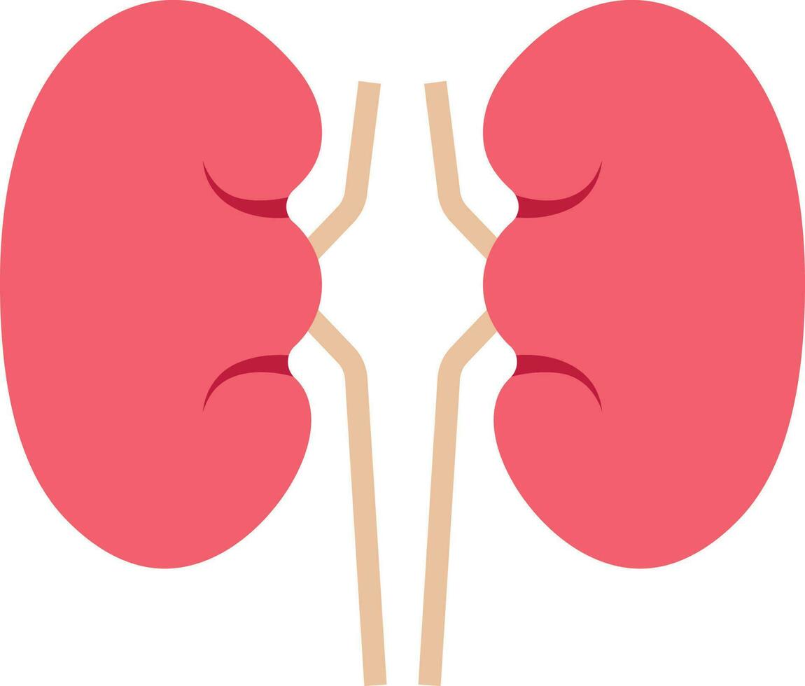 Peach And Red Kidney Structure Flat Icon. vector