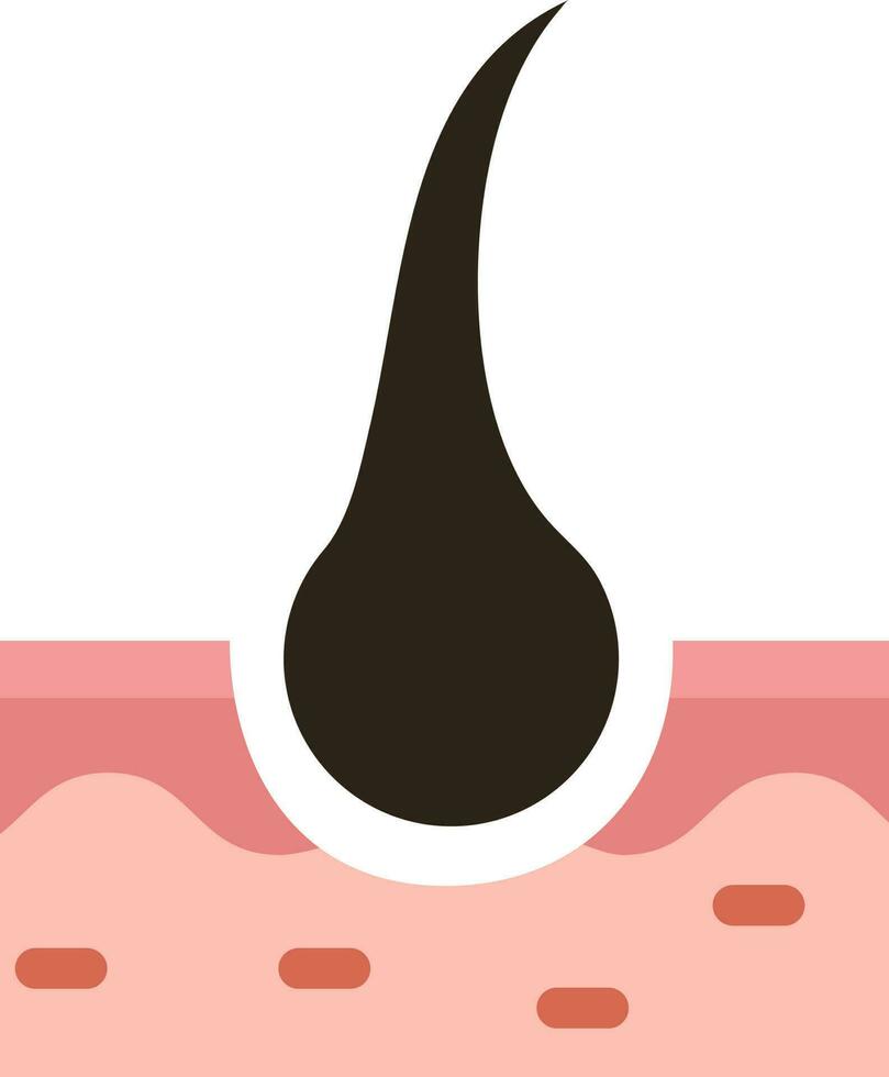 Vector Illustration of Hair Follicles.