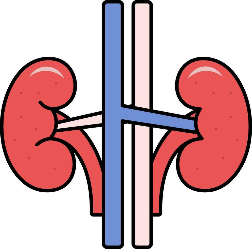 Blue And Red Kidney Structure Flat Icon. vector