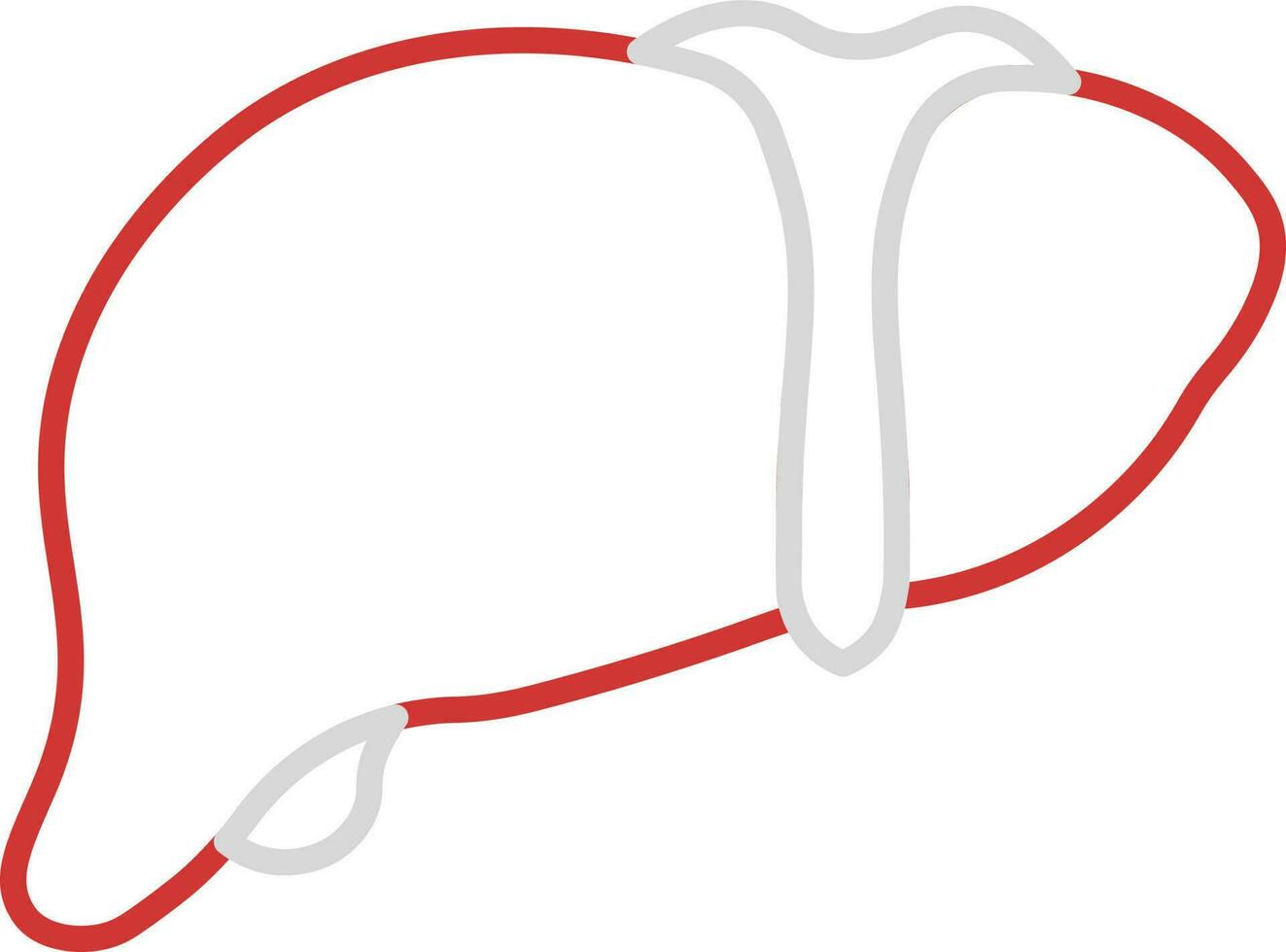 Red And Grey Liver Anatomy Thin Line Art Icon. vector