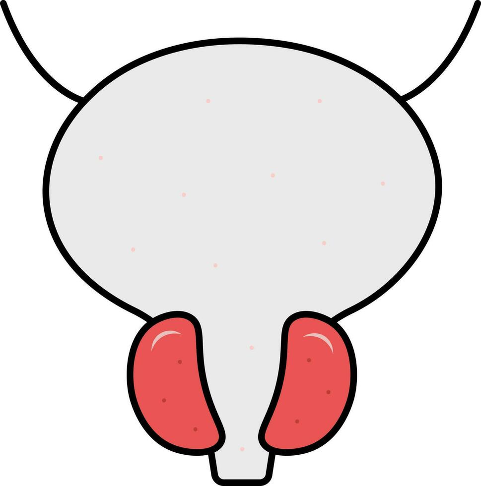 Grey And Red Prostate Gland Anatomy Flat Icon. vector
