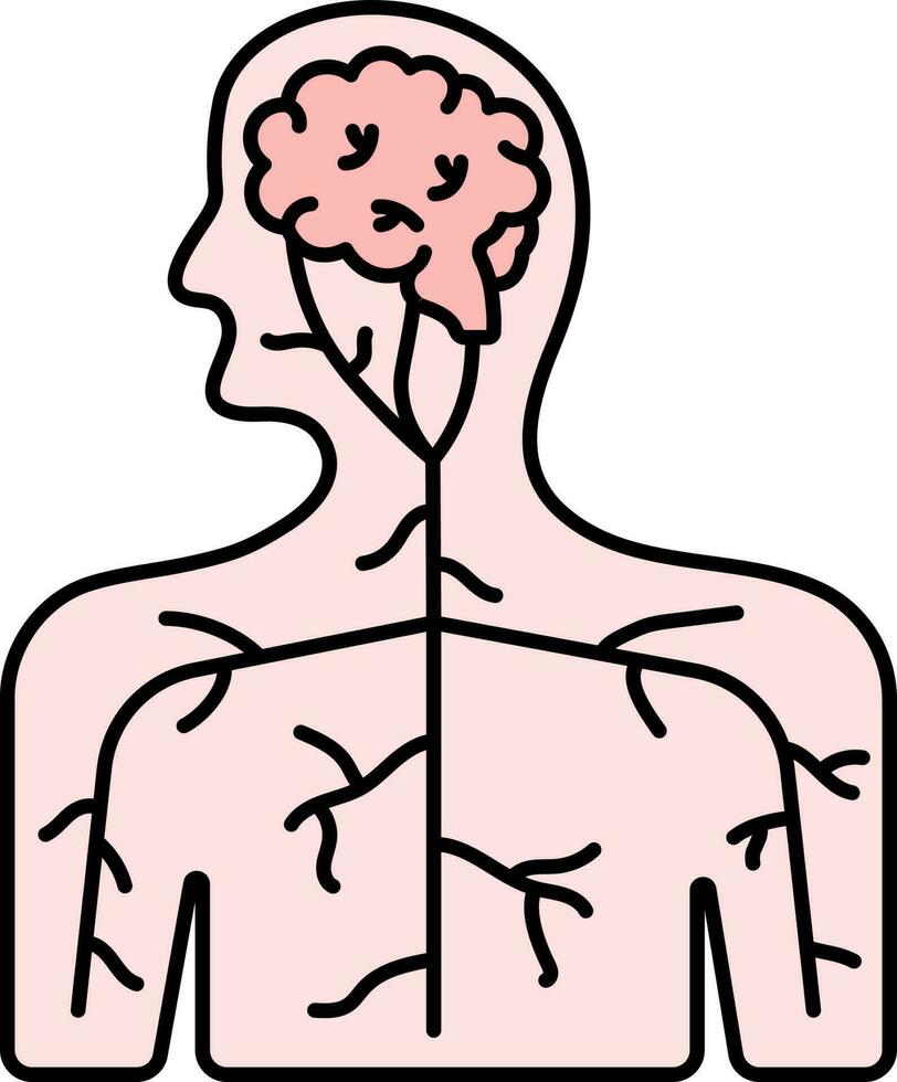 Blood Circulation System In Human Body Pink And Red Icon. vector