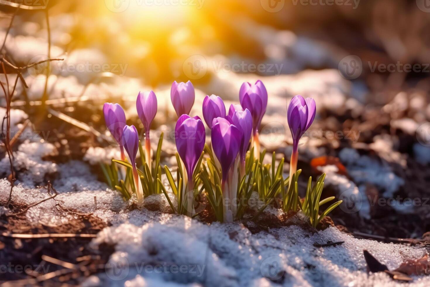 Spring landscape with first flowers purple crocuses on the snow in nature in the rays of sunlight. photo