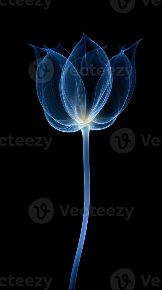 X - ray photo of transparent lotus bud, white and royal blue.