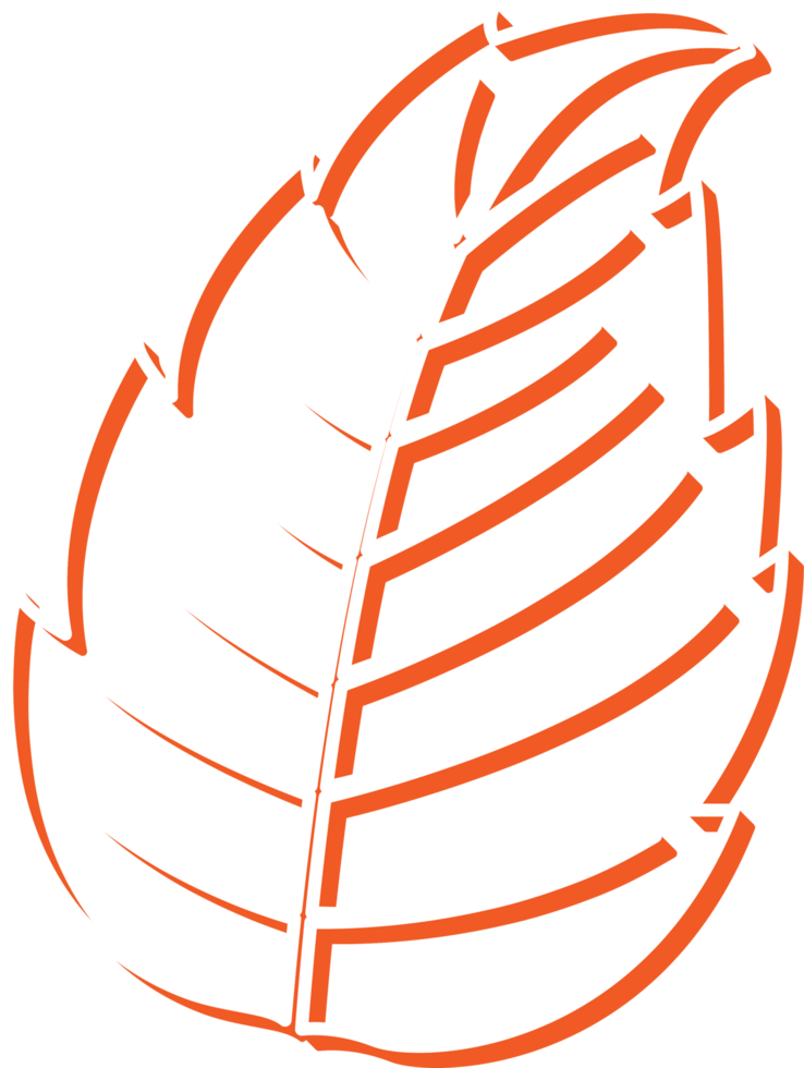 hand draw leaf png