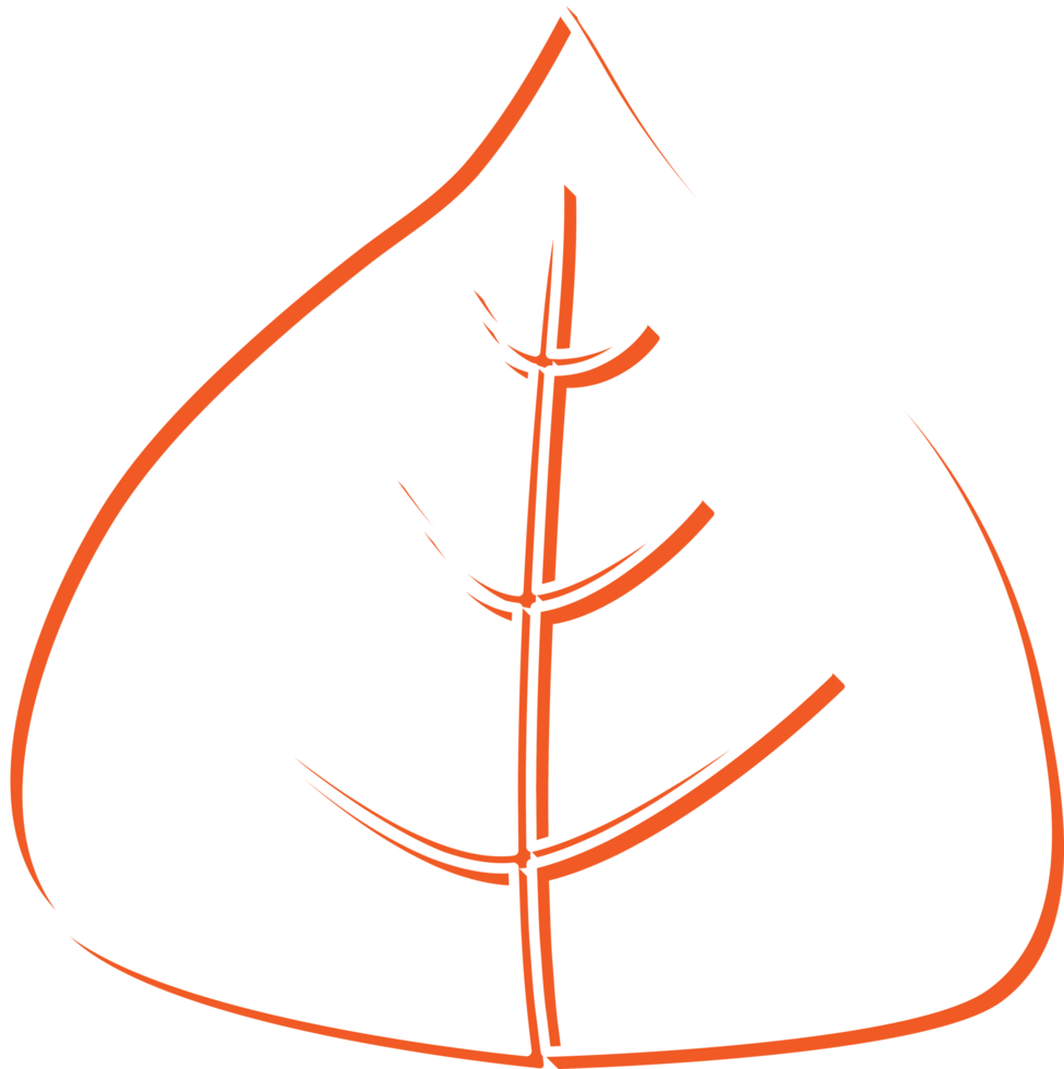 hand draw leaf png
