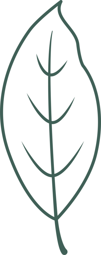 hand draw leaf png