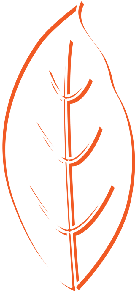 hand draw leaf png