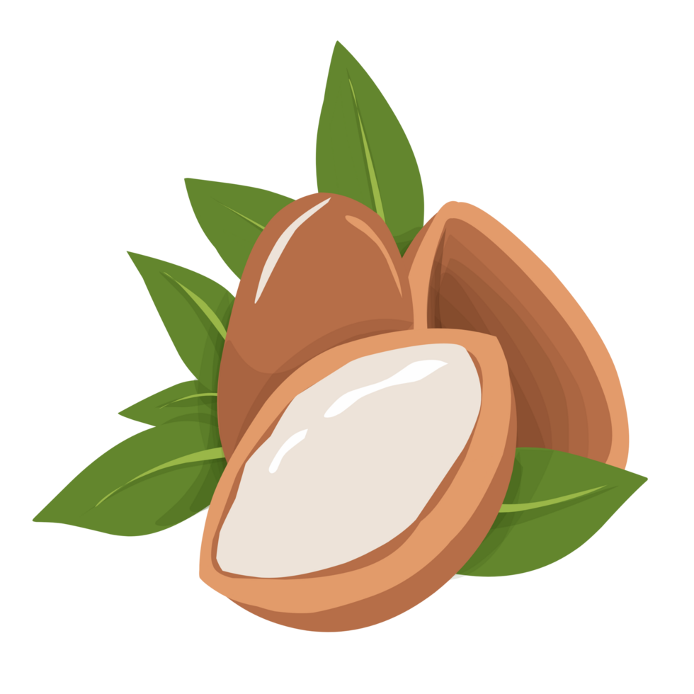 Argan nut Illustration png