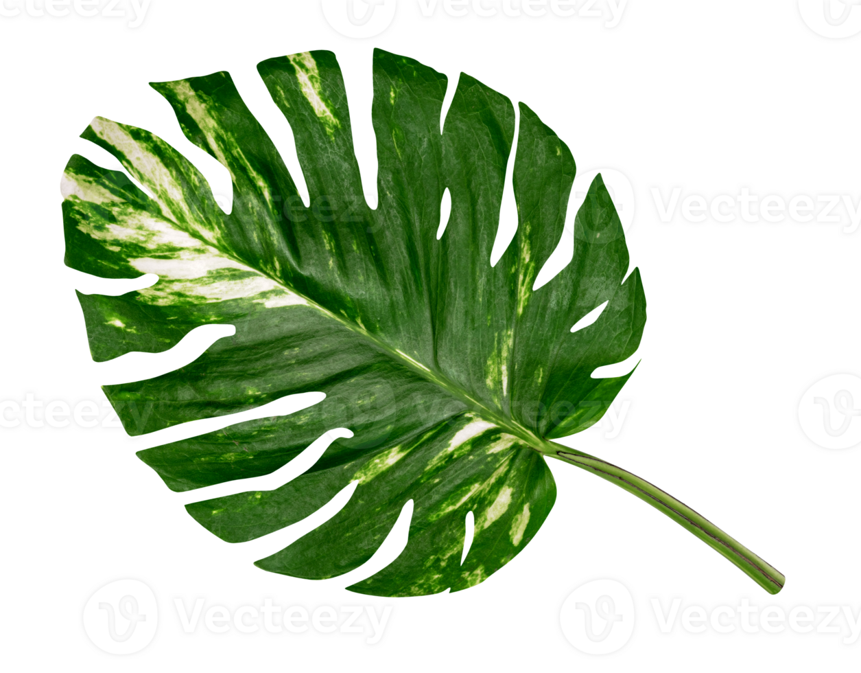 Grün Blätter Muster von Epipremnum Aureum Laub isoliert. Blatt exotisch tropisch, Teufel Efeu, golden pothos png