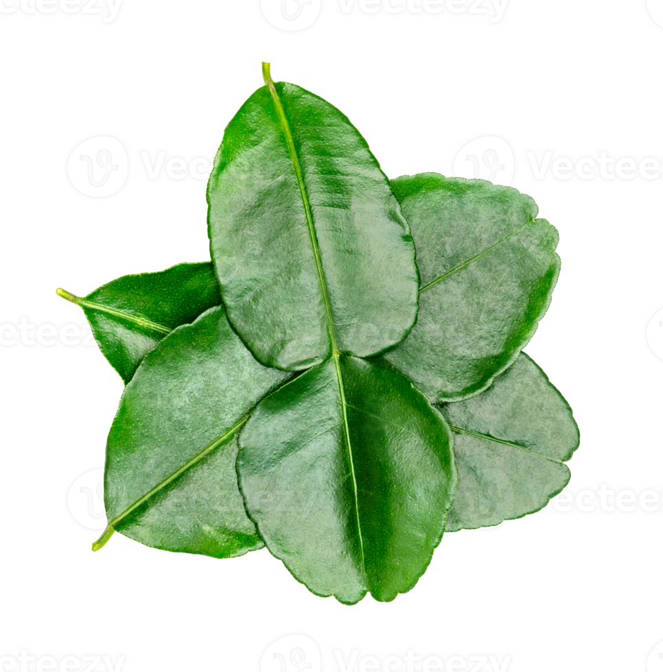 Green leaves pattern,leaf kaffir lime isolated png