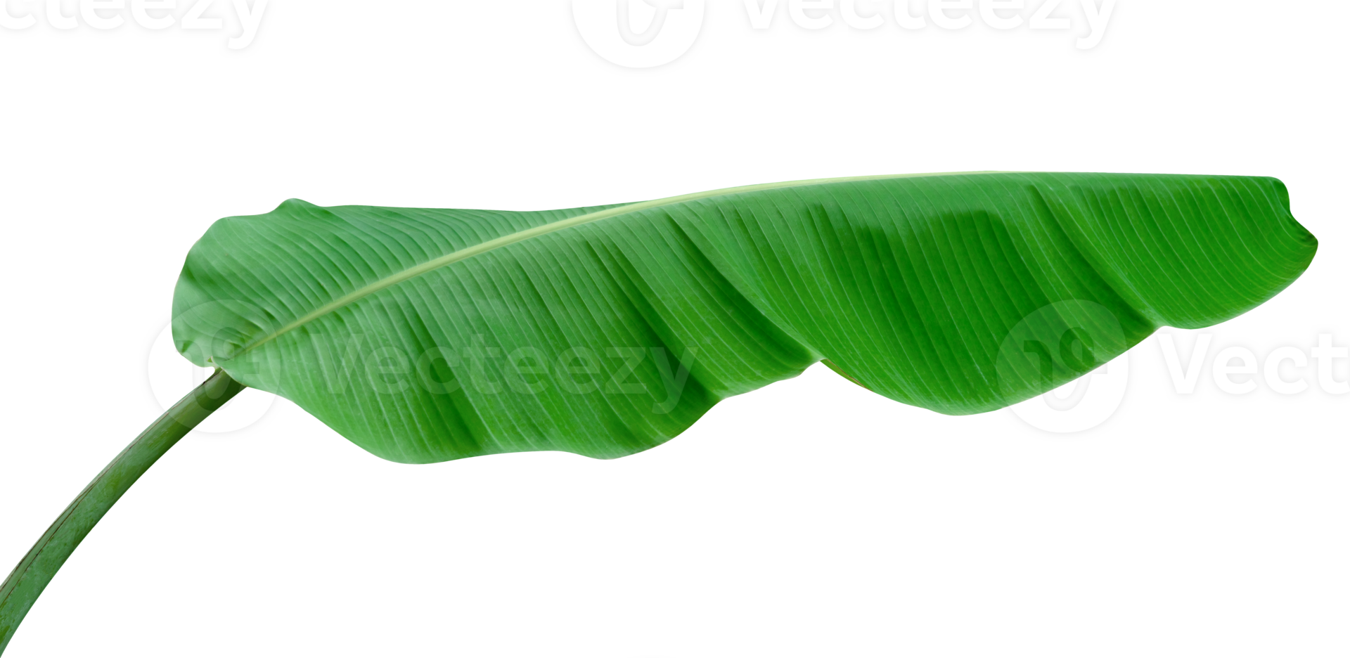 Green leaves pattern,leaf banana isolated png