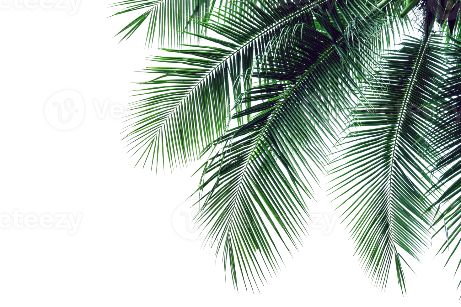 leaf coconut tree isolated, Green leaves pattern png