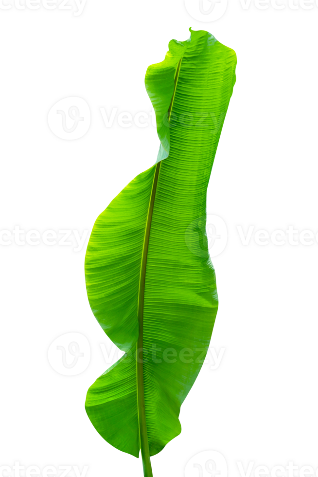 groen bladeren patroon, blad banaan geïsoleerd png