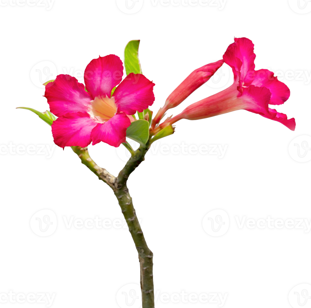 Desert Rose Flower or Adenium Isolated png