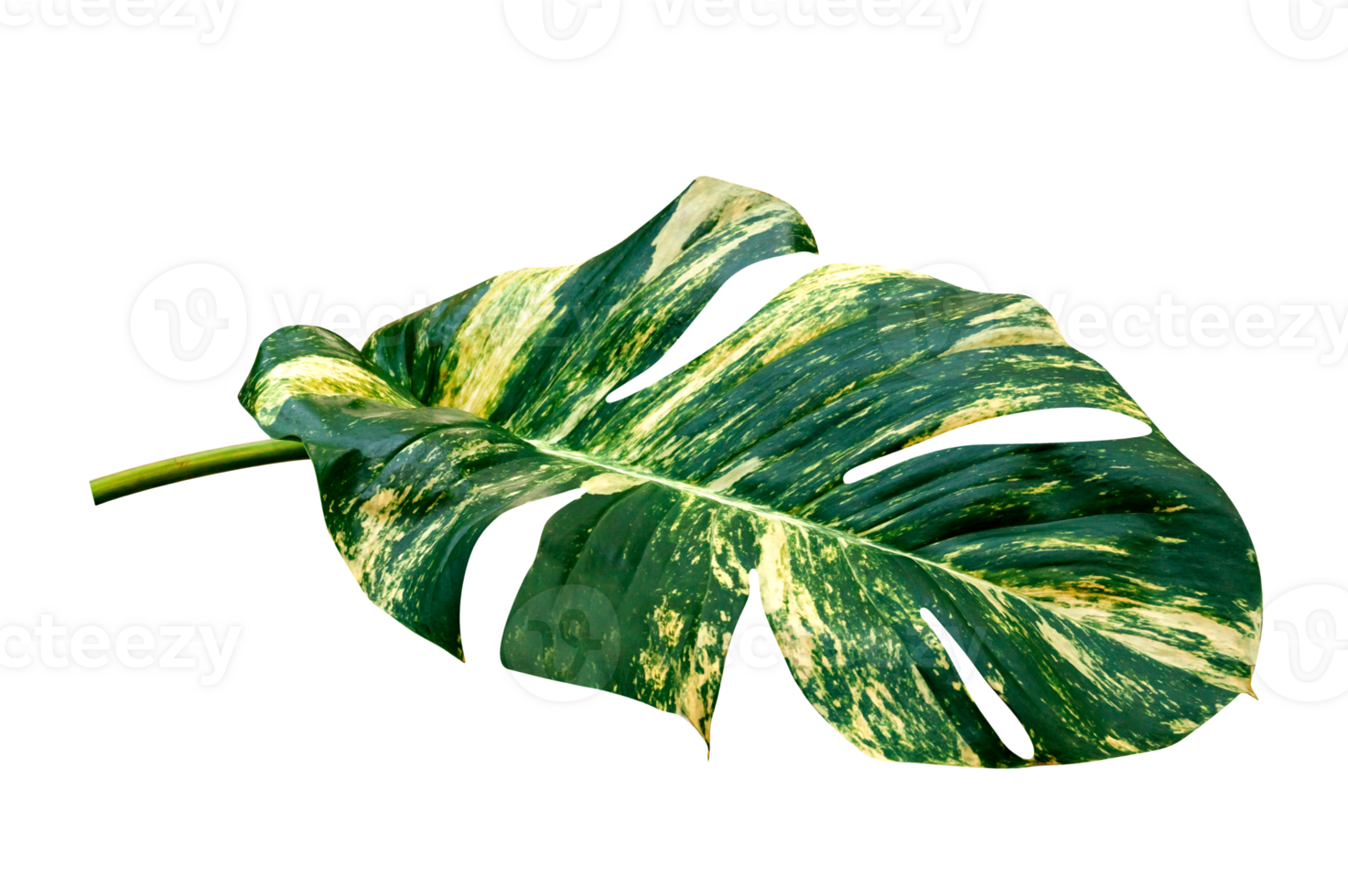 vert feuilles modèle de epipremnum aureum feuillage isolé. feuille exotique tropical, les diables lierre, d'or pothos png