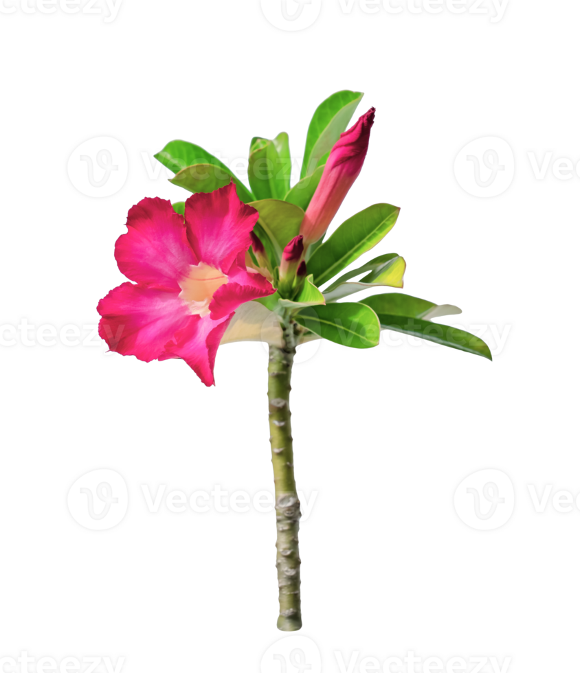 Desert Rose Flower or Adenium Isolated png