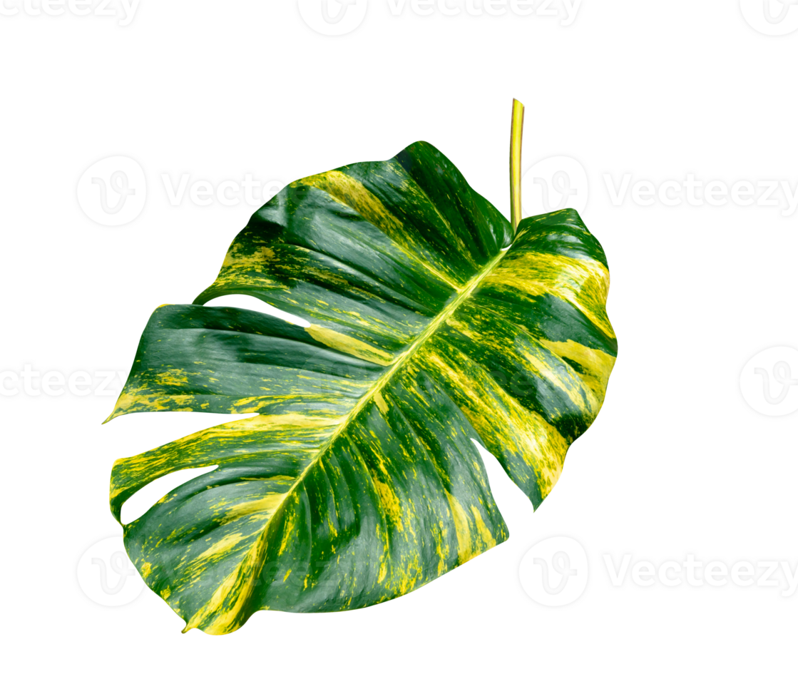 vert feuilles modèle de epipremnum aureum feuillage isolé. feuille exotique tropical, les diables lierre, d'or pothos png