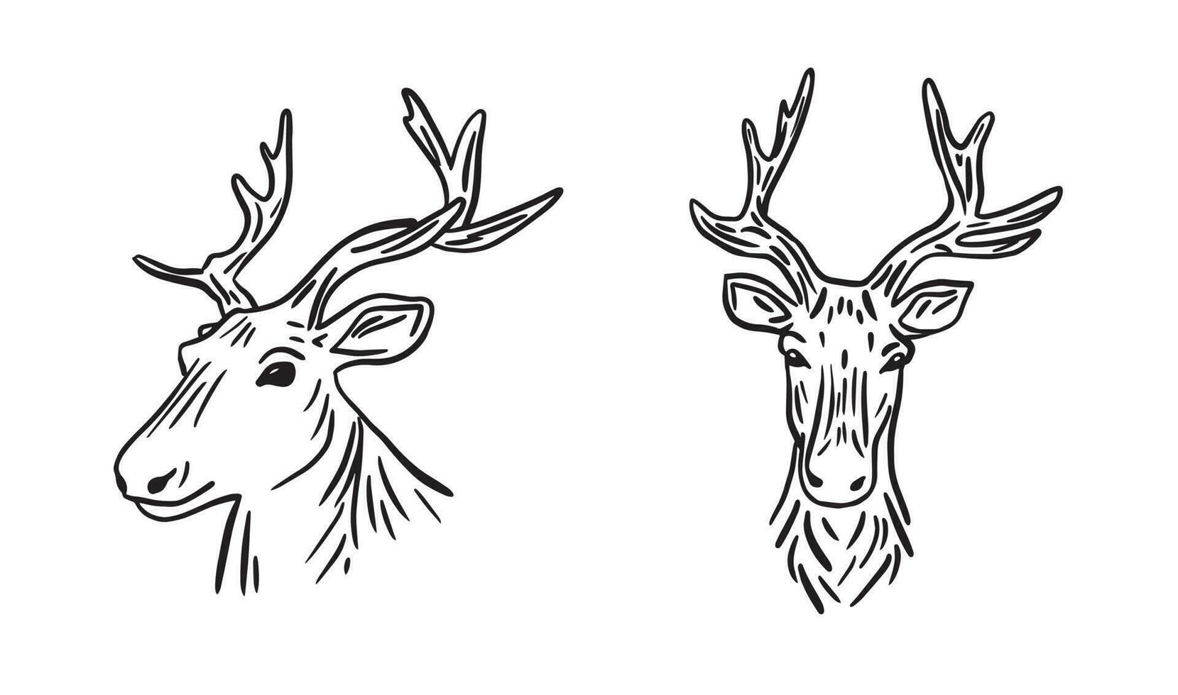 Deer portrait hand drawn vector.Muzzle of a deer in doodle style hand drawn.Symbol of hunters. vector