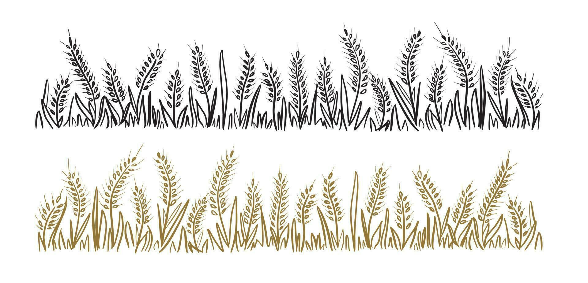 Wild ears of wheat andherb, grass.Cereal corn hand made.Vector illustration.Brown and black lines on a white background.Isolated hand drawn pictures.Rye drawn in one line for the frame vector