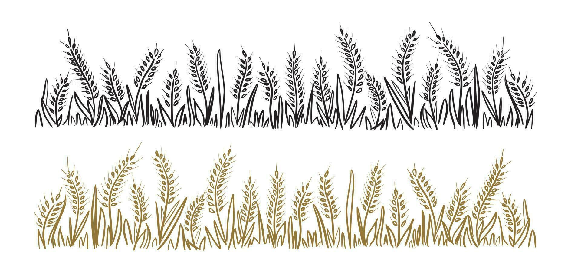 salvaje orejas de trigo y hierba, hierba.cereal maíz mano hecho.vector ilustración.marrón y negro líneas en un blanco fondo.aislado mano dibujado fotos.rye dibujado en uno línea para el marco vector