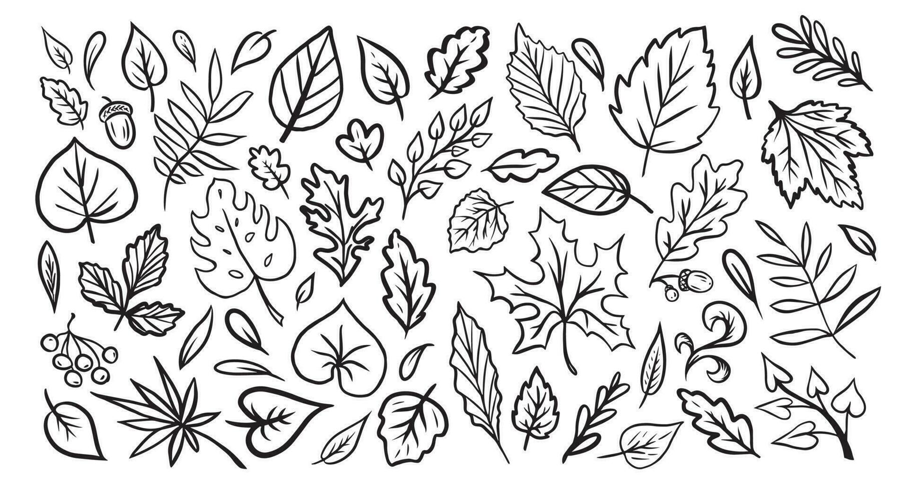 set of leaves in the doodle style. Vector design elements of black lines drawn by hand