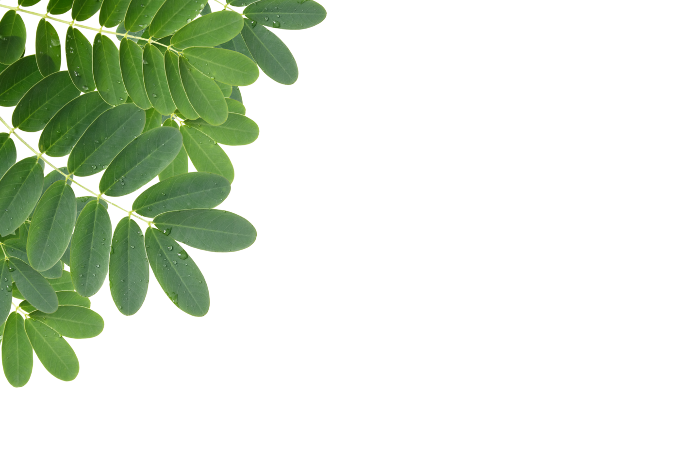 green leaf with drops of water isolated with clipping path png