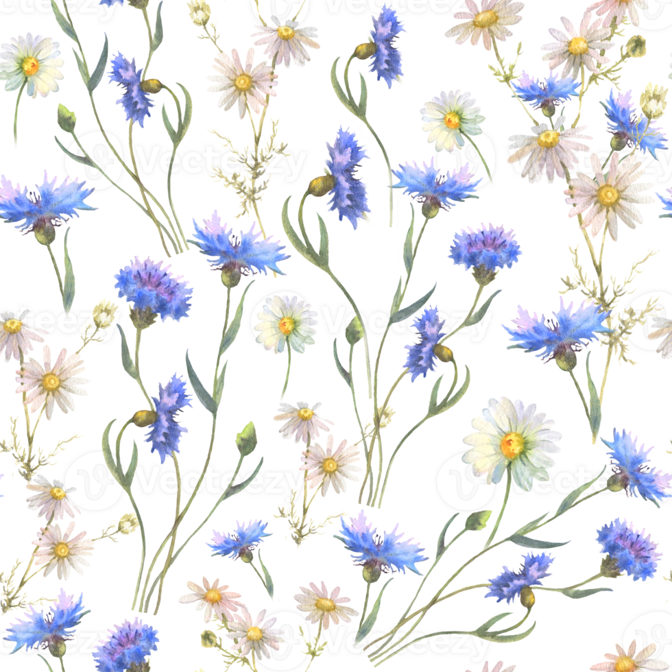 Watercolor seamless pattern with blue field flowers, Cornflower herb, chamomile, and forget me not, drawing by watercolor, hand drawn floral illustration. png