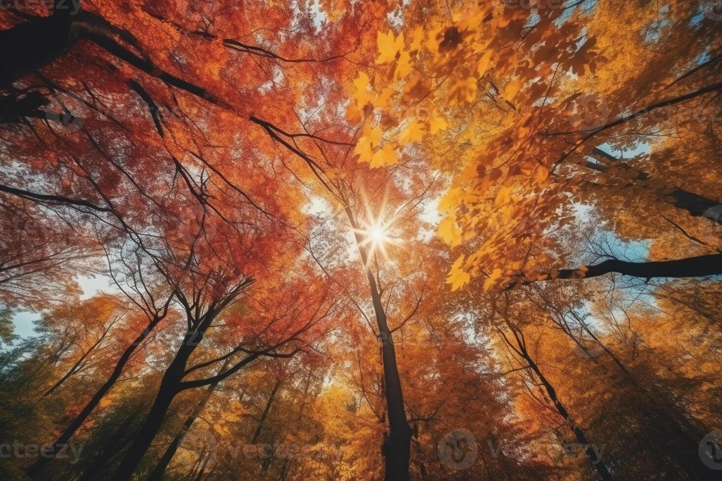 Autumn floral panoramic background. Colorful yellow and red maple foliage on a sunny day holy light. Autumnal Park. photo