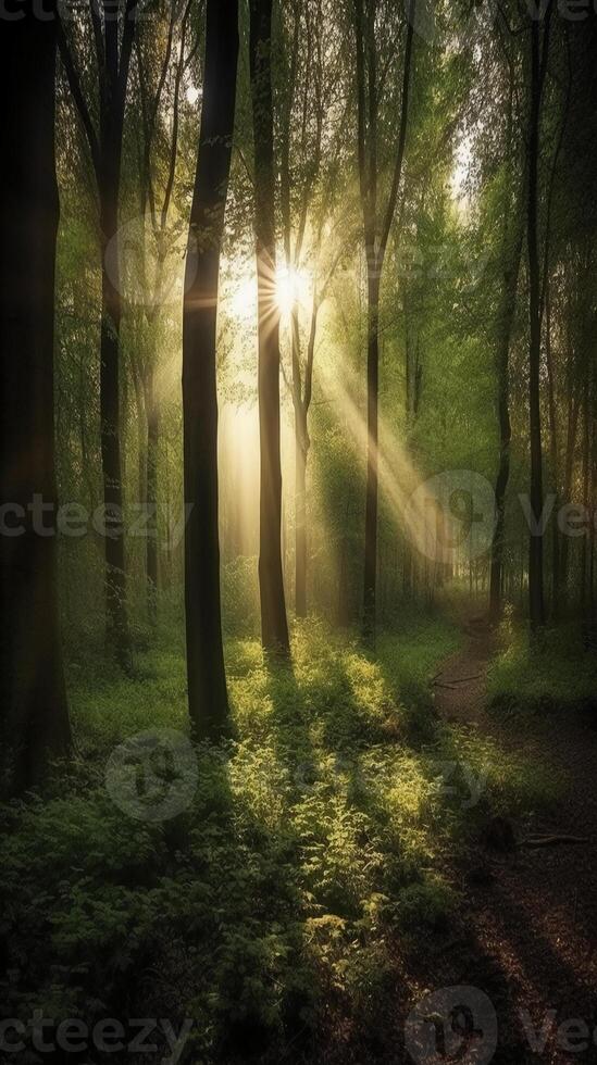 Beautiful rays of sunlight in a green forest. photo