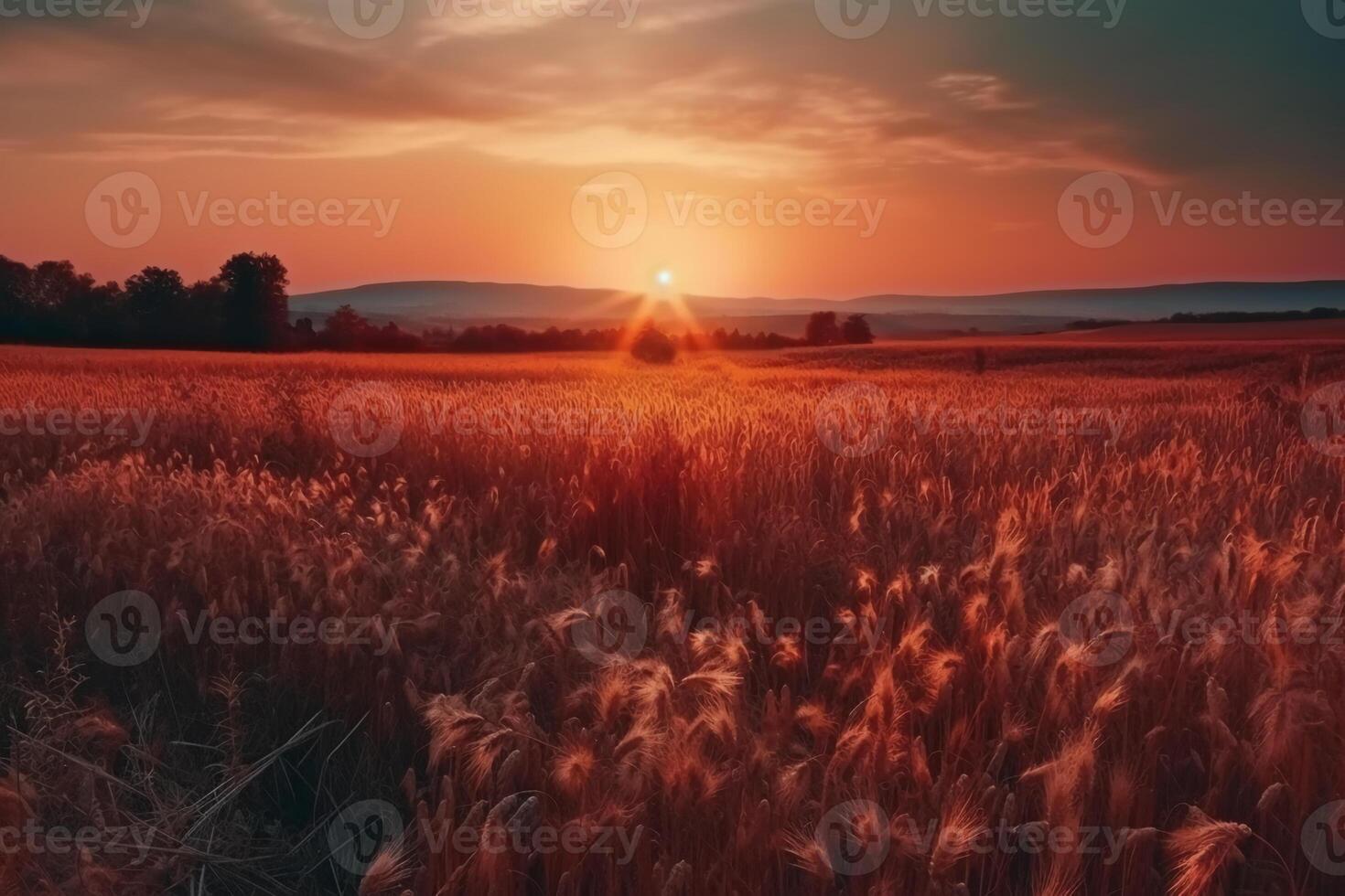 Beautiful colorful natural panoramic landscape with a field of ripe wheat in the rays of setting sun. Natural sunset in golden and pink colors. photo