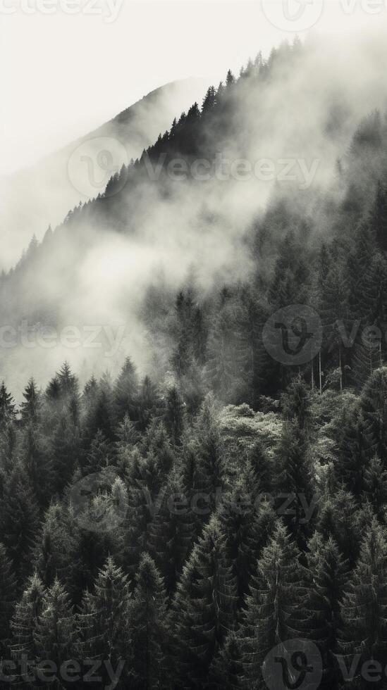 Mountain forest with mist and fog. photo