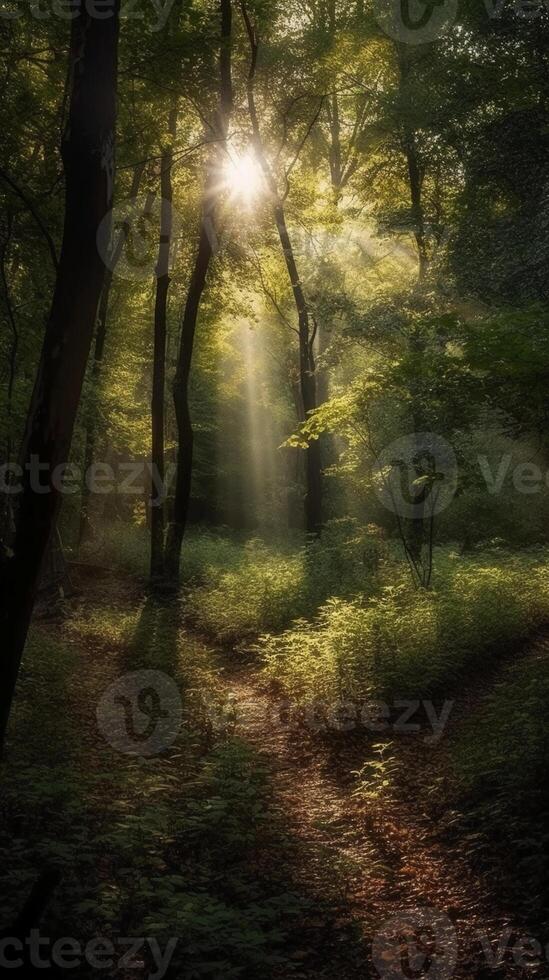 Beautiful rays of sunlight in a green forest. photo