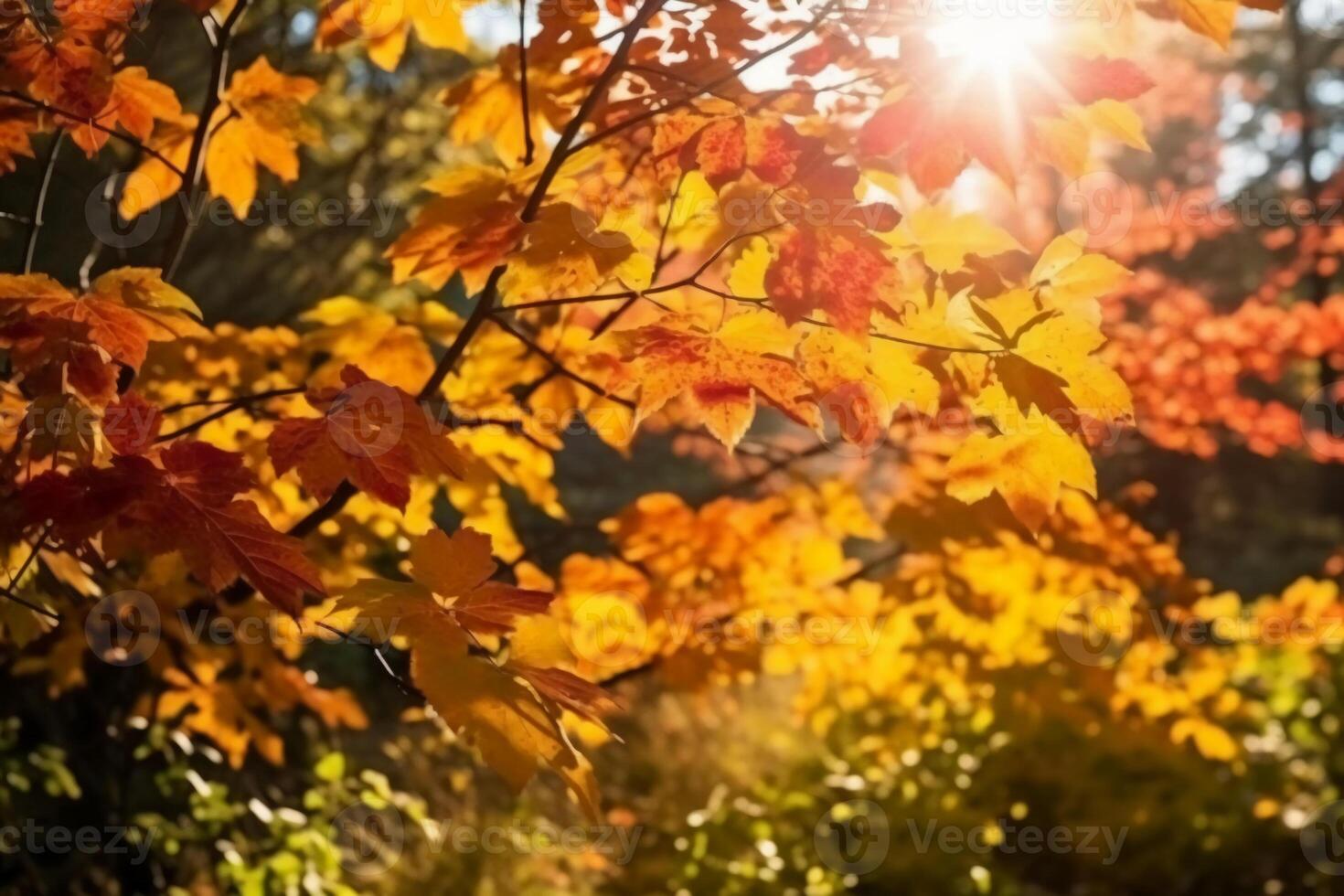 Autumn floral panoramic background. Colorful yellow and red maple foliage on a sunny day holy light. Autumnal Park. photo