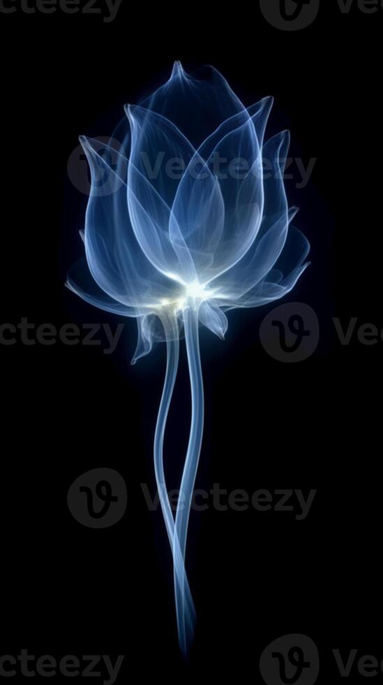 X - ray photo of transparent lotus bud, white and royal blue.