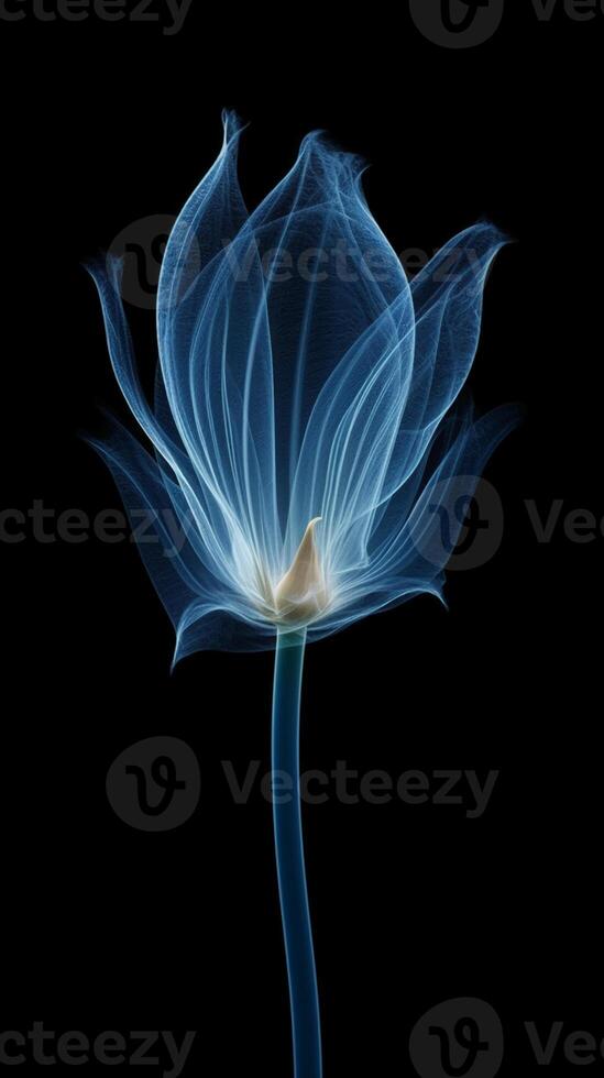 X - ray photo of transparent lotus bud, white and royal blue.