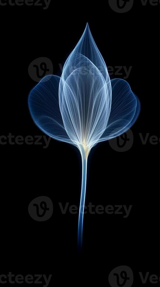 X - ray photo of transparent lotus bud, white and royal blue.