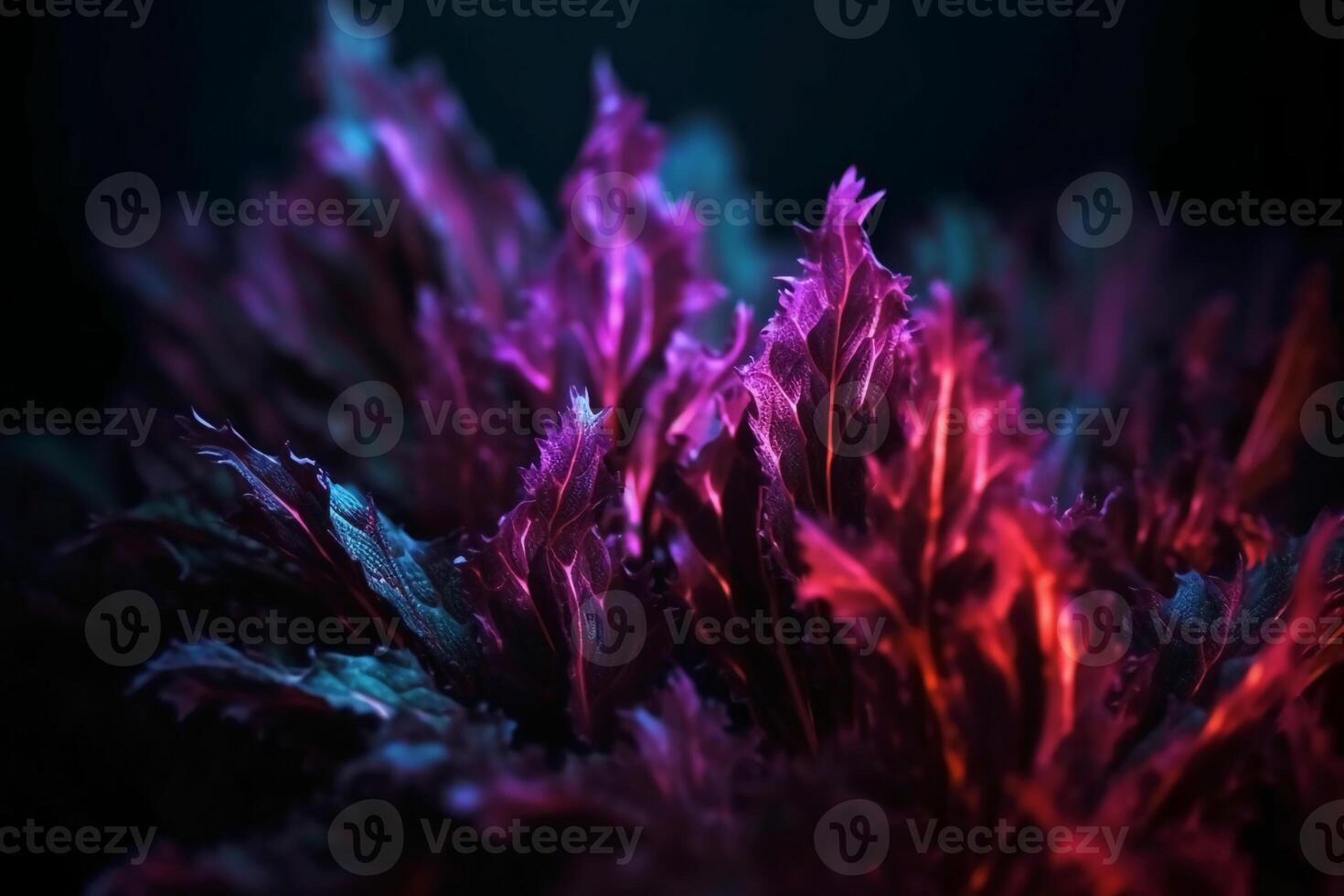 Defocused neon overlay. Blur led glow. Leaf texture glare. Blur fluorescent purple red decorative illumination motion on dark black abstract background. photo