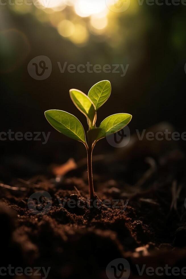 A young plant growing in sunlight. photo